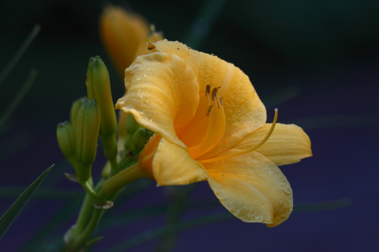 2015 06 24 HTP 000068754